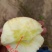 供应冰糖心红富士苹果