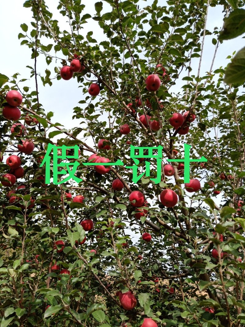 供应冰糖心红富士苹果