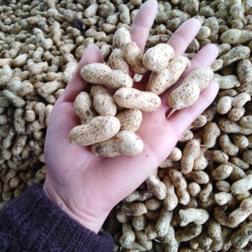 大白沙海花光头强鲜花生蜂花花生带壳鲜花生饱满度好