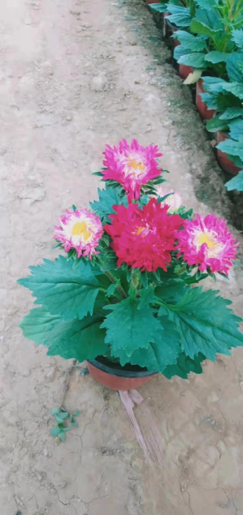草花各种草花草花应有尽有欢迎选购