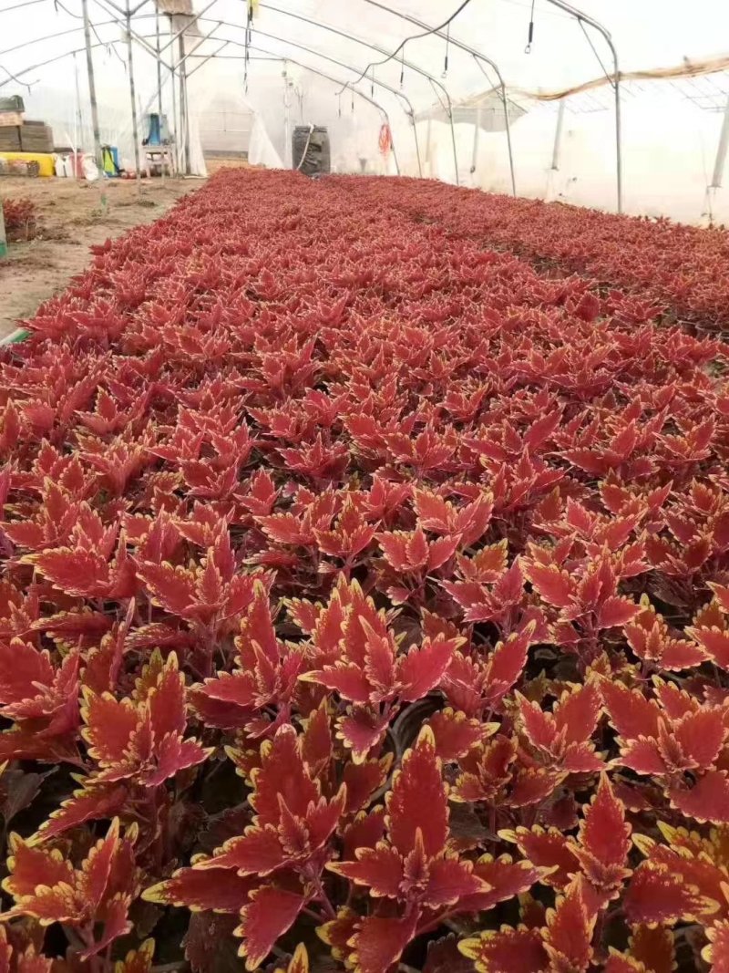 草花各种草花草花应有尽有欢迎选购