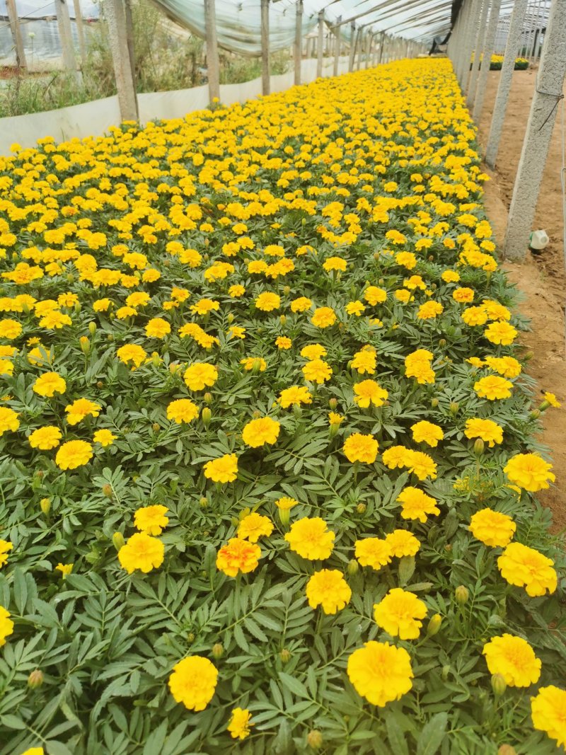 草花各种草花草花应有尽有欢迎选购