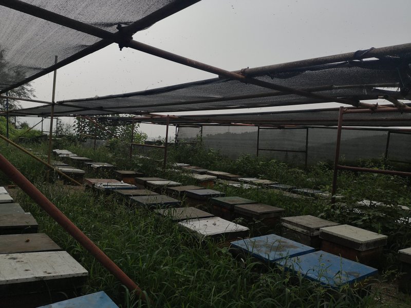 2500克整张蜂巢蜜，源头批发天然纯正，诚招代理