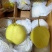河北赵县雪花梨大量上市规格可选保质保量