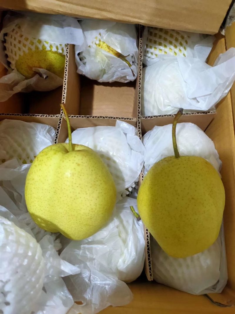 河北赵县雪花梨大量上市规格可选保质保量