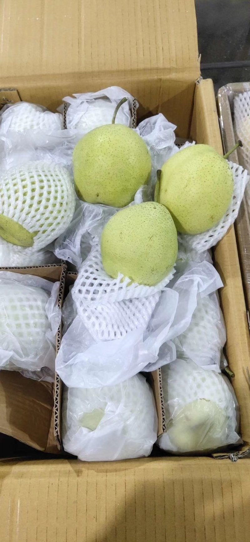 河北赵县雪花梨大量上市规格可选保质保量