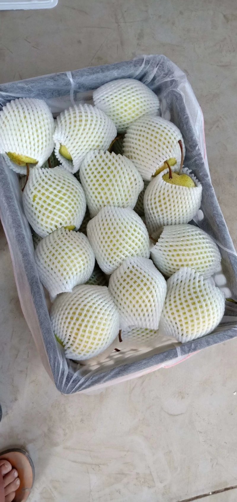 河北赵县雪花梨大量上市规格可选保质保量