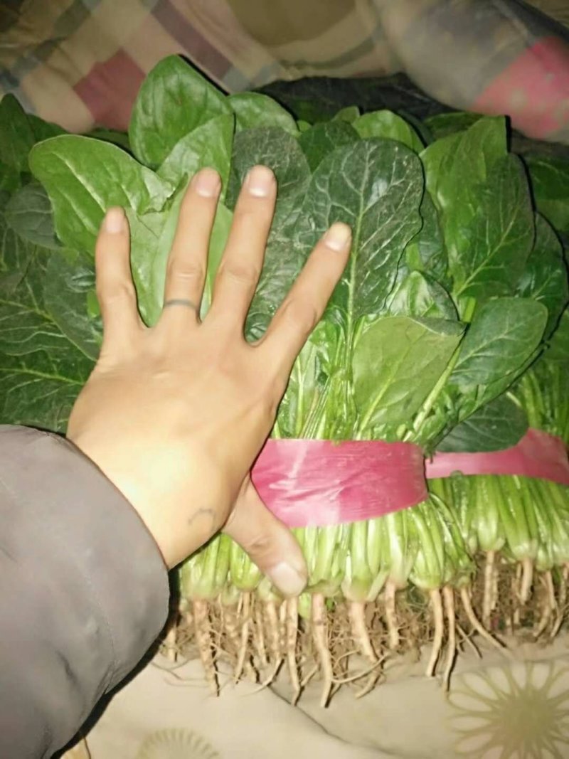 优质菠菜无公害绿色产品