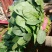 优质菠菜无公害绿色产品