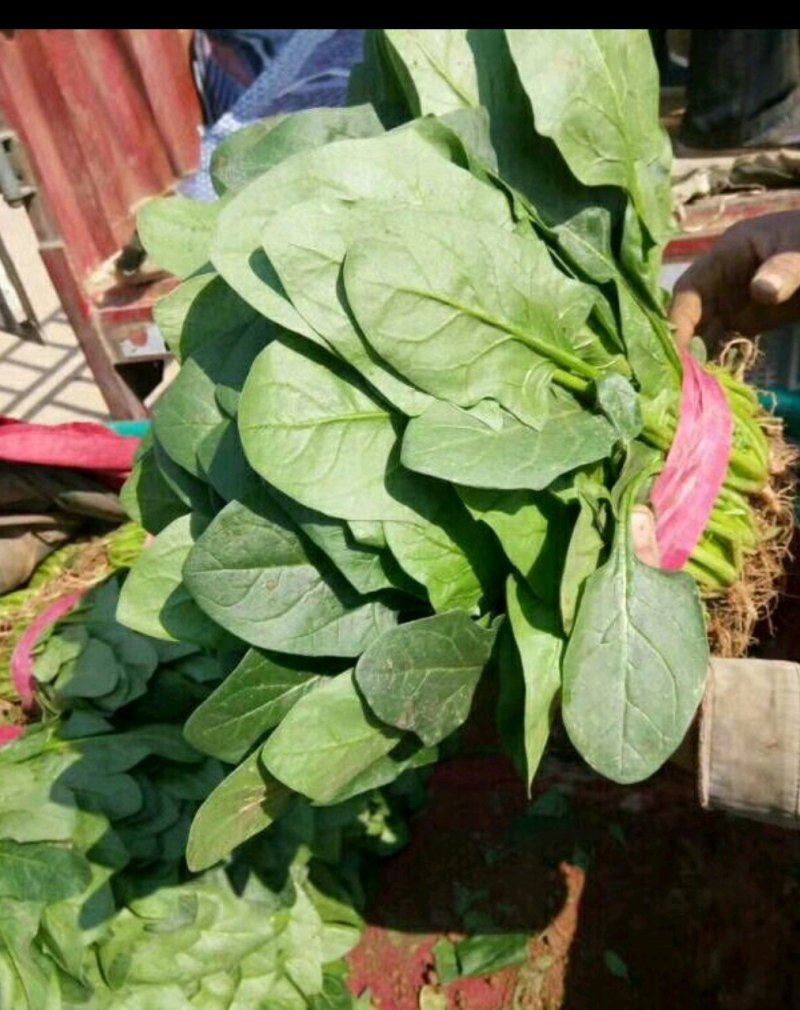 优质菠菜无公害绿色产品