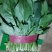 优质菠菜无公害绿色产品