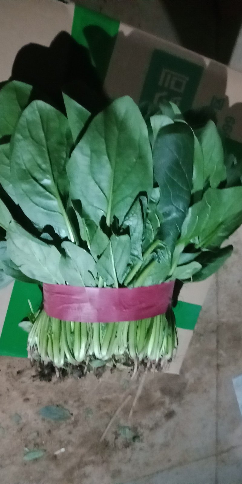 优质菠菜无公害绿色产品