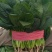 优质菠菜无公害绿色产品