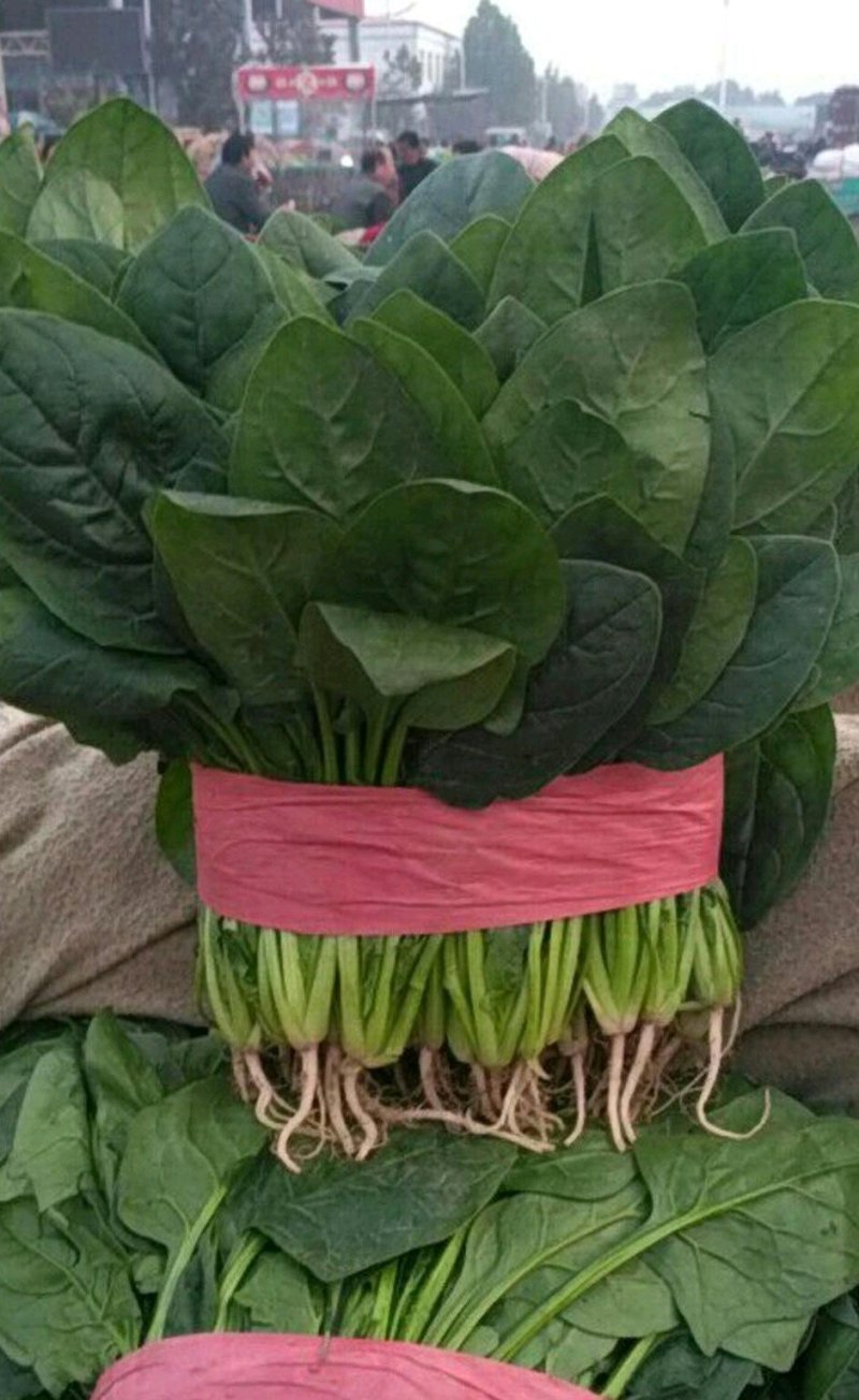 优质菠菜无公害绿色产品