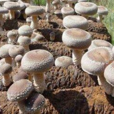 鲜香菇