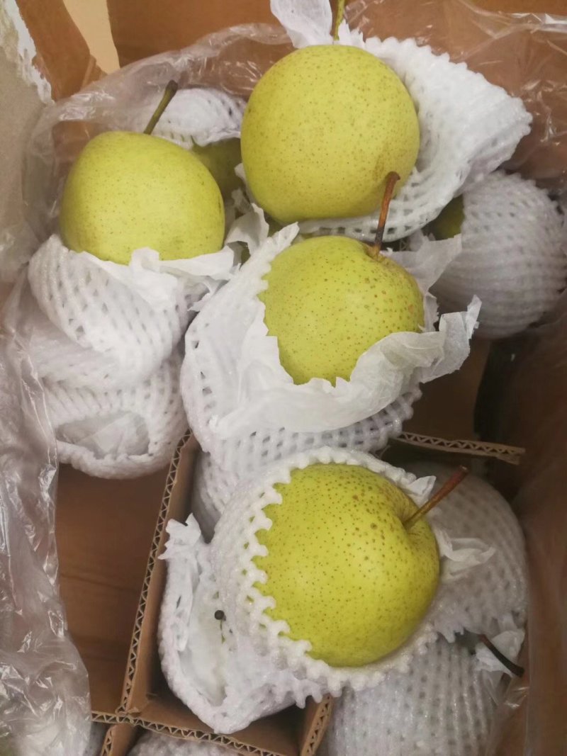 河北赵县雪花梨大量上市规格可选保质保量