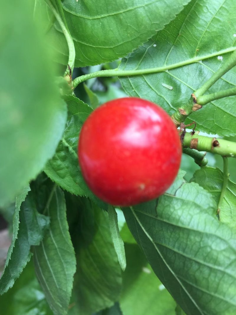 玛瑙红乌克兰红妃黑珍珠，矮化品种当年试花结果。技术支持