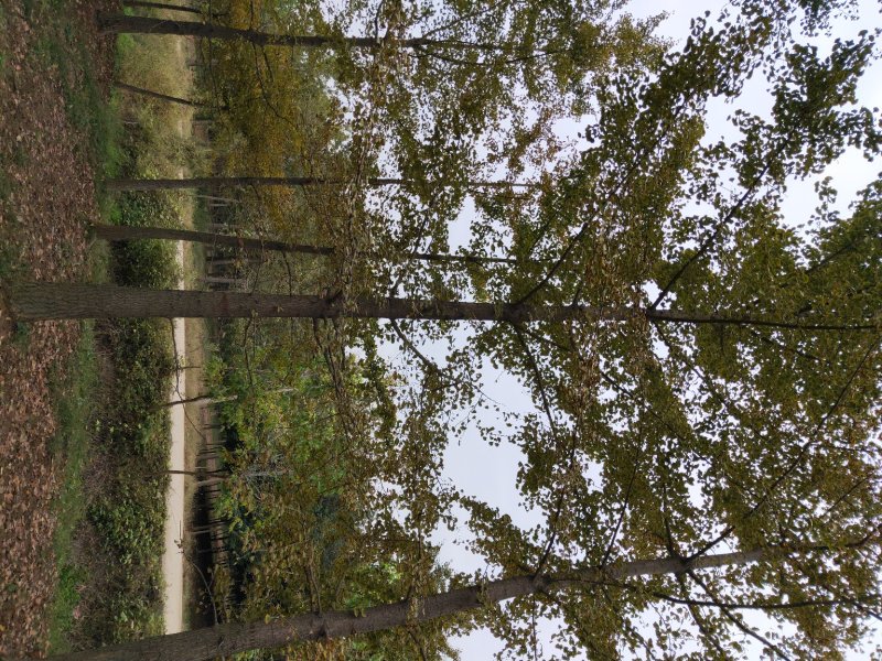 银杏基地低价出售25-30公分银杏树，树形优美价格优惠。