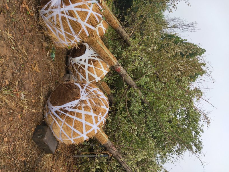 银杏基地低价出售25-30公分银杏树，树形优美价格优惠。