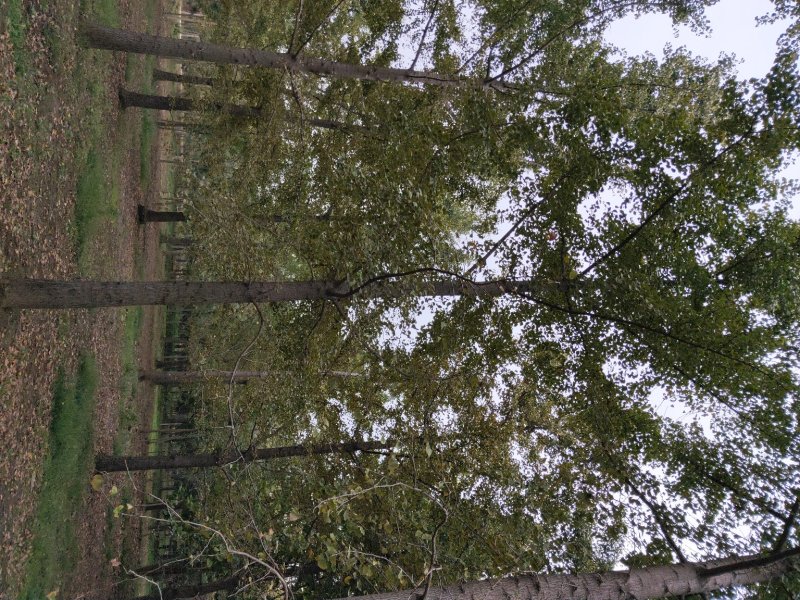 银杏基地低价出售25-30公分银杏树，树形优美价格优惠。