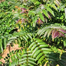 红油香椿苗大棚香椿苗价格大棚香椿苗价格