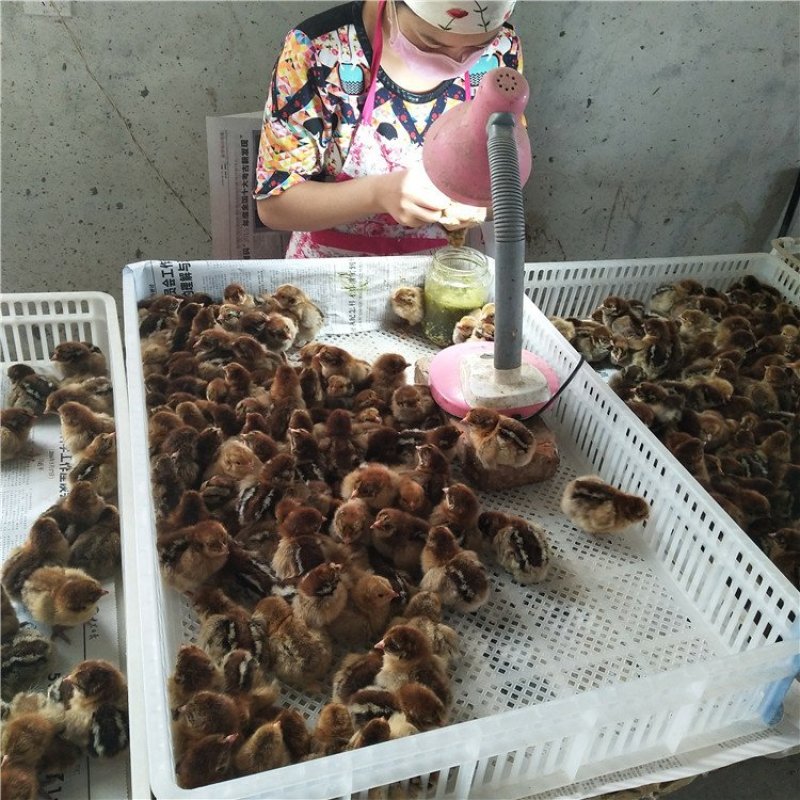 山东快大青脚麻鸡苗出壳免疫专业孵化常年供应。