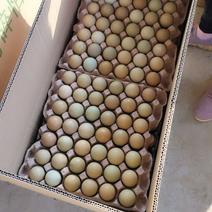 七彩野鸡蛋营养丰富全国发货