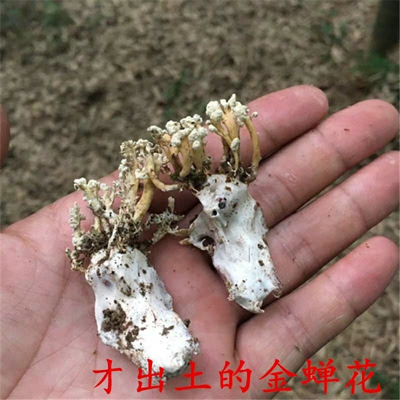 中药材金蝉花新货无硫蝉蛹草500克包邮土蝉