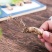 中药材金蝉花新货无硫蝉蛹草500克包邮土蝉