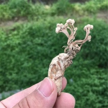 中药材金蝉花新货无硫蝉蛹草500克包邮土蝉