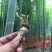 中药材金蝉花新货无硫蝉蛹草500克包邮土蝉