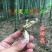 中药材金蝉花新货无硫蝉蛹草500克包邮土蝉