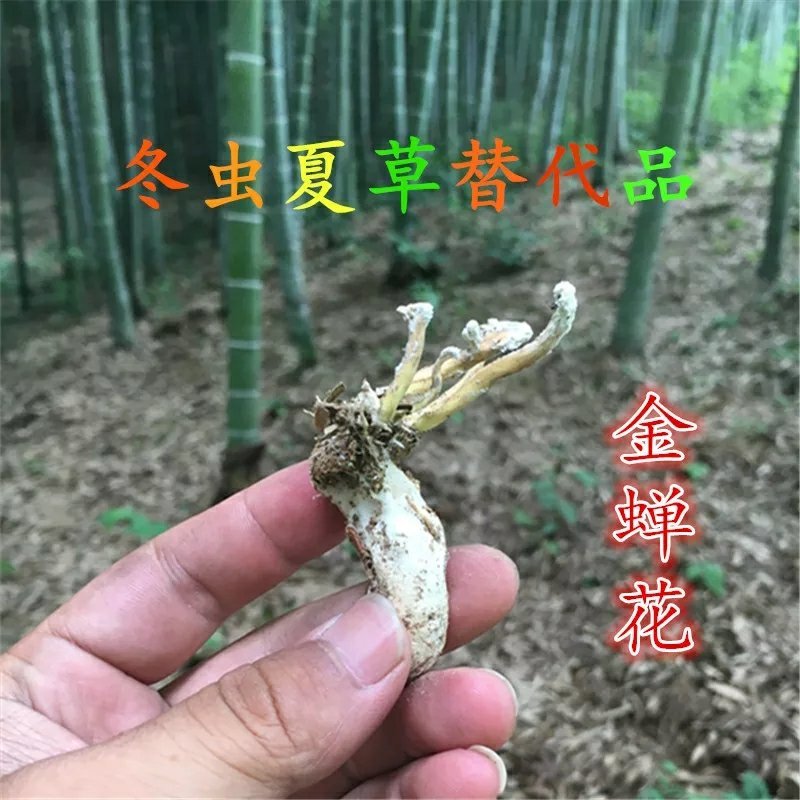 中药材金蝉花新货无硫蝉蛹草500克包邮土蝉
