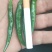 艳青大量，高辣米椒000