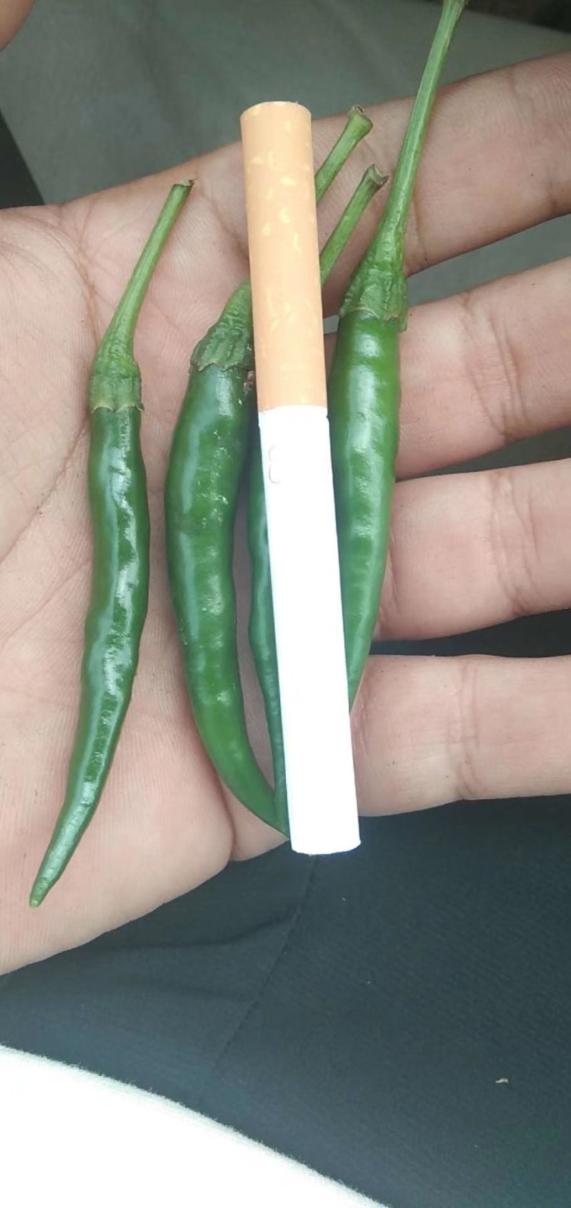 艳青大量，高辣米椒000