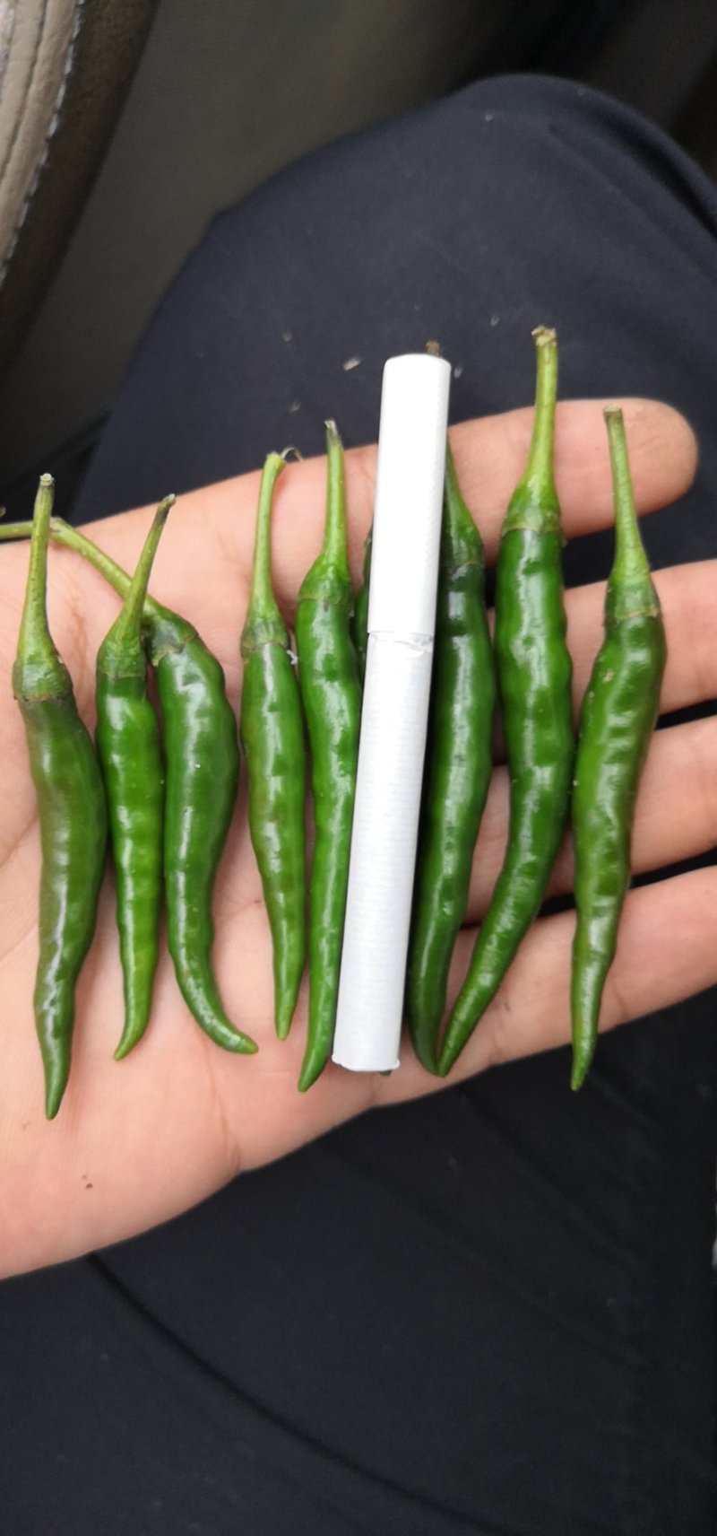 艳青大量，高辣米椒000