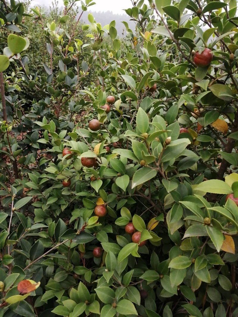 油茶果需要的朋友联系我
