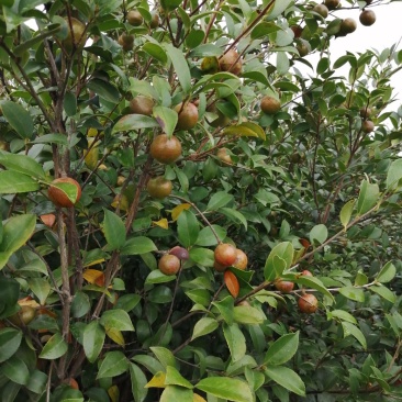 油茶果需要的朋友联系我
