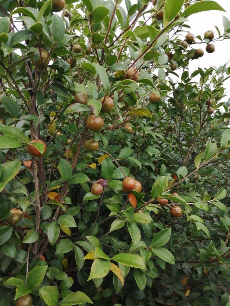 油茶果需要的朋友联系我