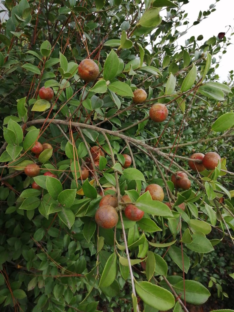 油茶果需要的朋友联系我