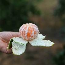 衢州宝山普早橘子桔子蜜桔
