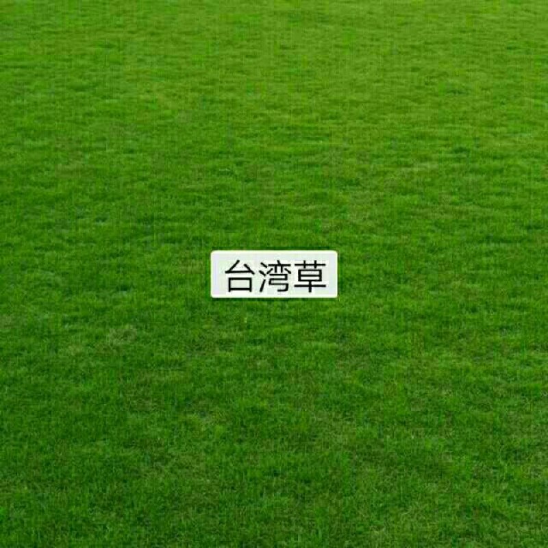 大叶油草，台湾草，马尼拉草