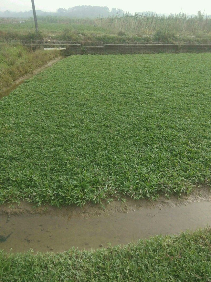 大叶油草，台湾草，马尼拉草