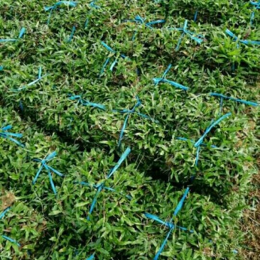 大叶油草，台湾草，马尼拉草