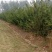 现有800多棵皂角树出售。20元一颗7到15公分粗