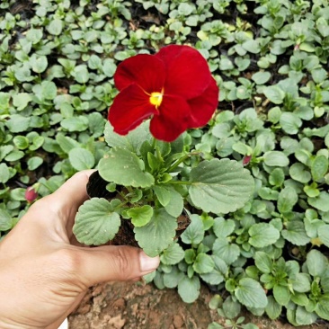 冬季抗寒草花，各类花色三色堇