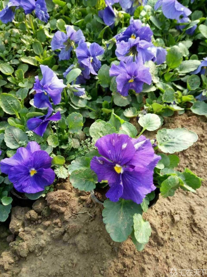 冬季抗寒草花，各类花色三色堇
