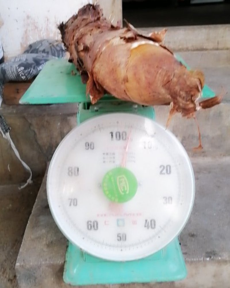 芋头出售，量大，物美价廉，质量上乘。需要100斤到10吨