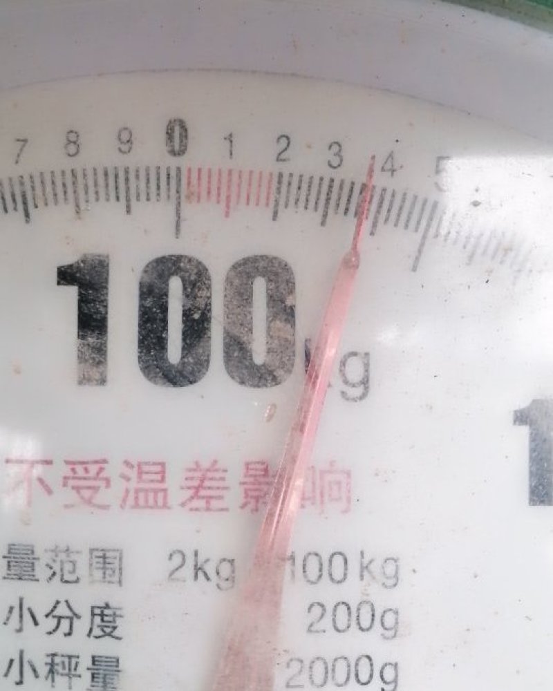 芋头出售，量大，物美价廉，质量上乘。需要100斤到10吨