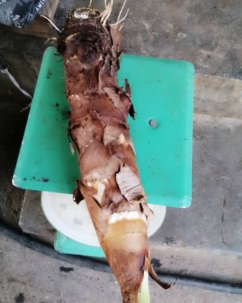 芋头出售，量大，物美价廉，质量上乘。需要100斤到10吨
